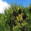 Plants: image 65 Of 208 Thumb
